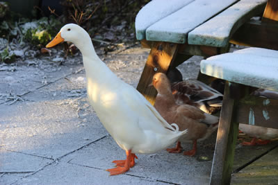 Our Ducks include Runner, Call and Khaki Campbell ducks