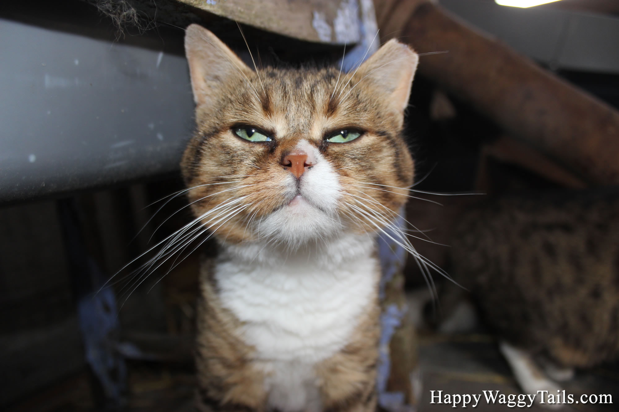 Picture of our barn cat - Kim