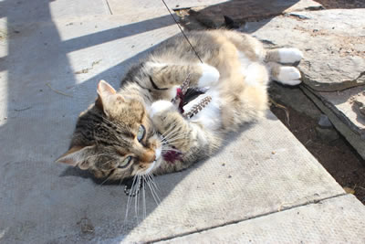 Cat Picture 13 - Meg playing with her feather chase toy