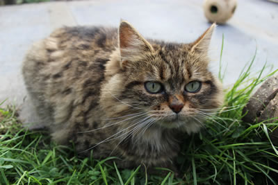 Cat Picture 14 - Bobbie out in the catio