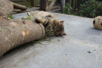 Cat Picture 15 - Bobbie out in the catio