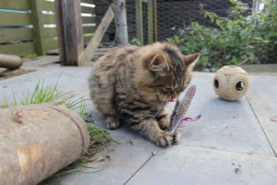 Cat Picture 17 - Bobbie out in the catio