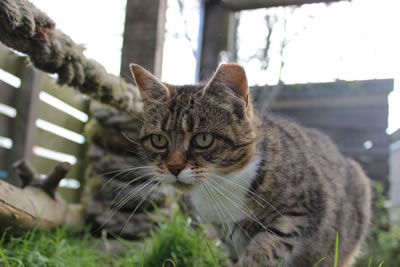 Cat Picture 18 - Meg stalking her feather chase toy