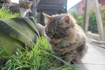 Cat Picture 19 - Bobbie stalking her feather chase toy