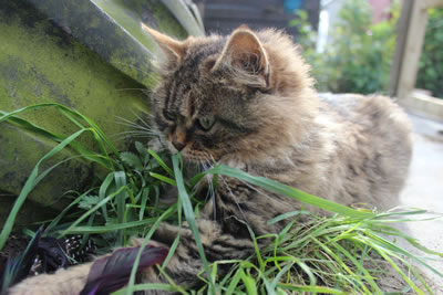 Cat Picture 20 - Bobbie pouncing on her feather chase toy