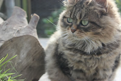 Cat Picture 21 - Bobbie with beautiful green eyes