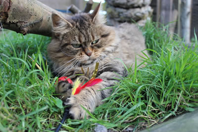 Cat Picture 23 - our cat playing cat toy