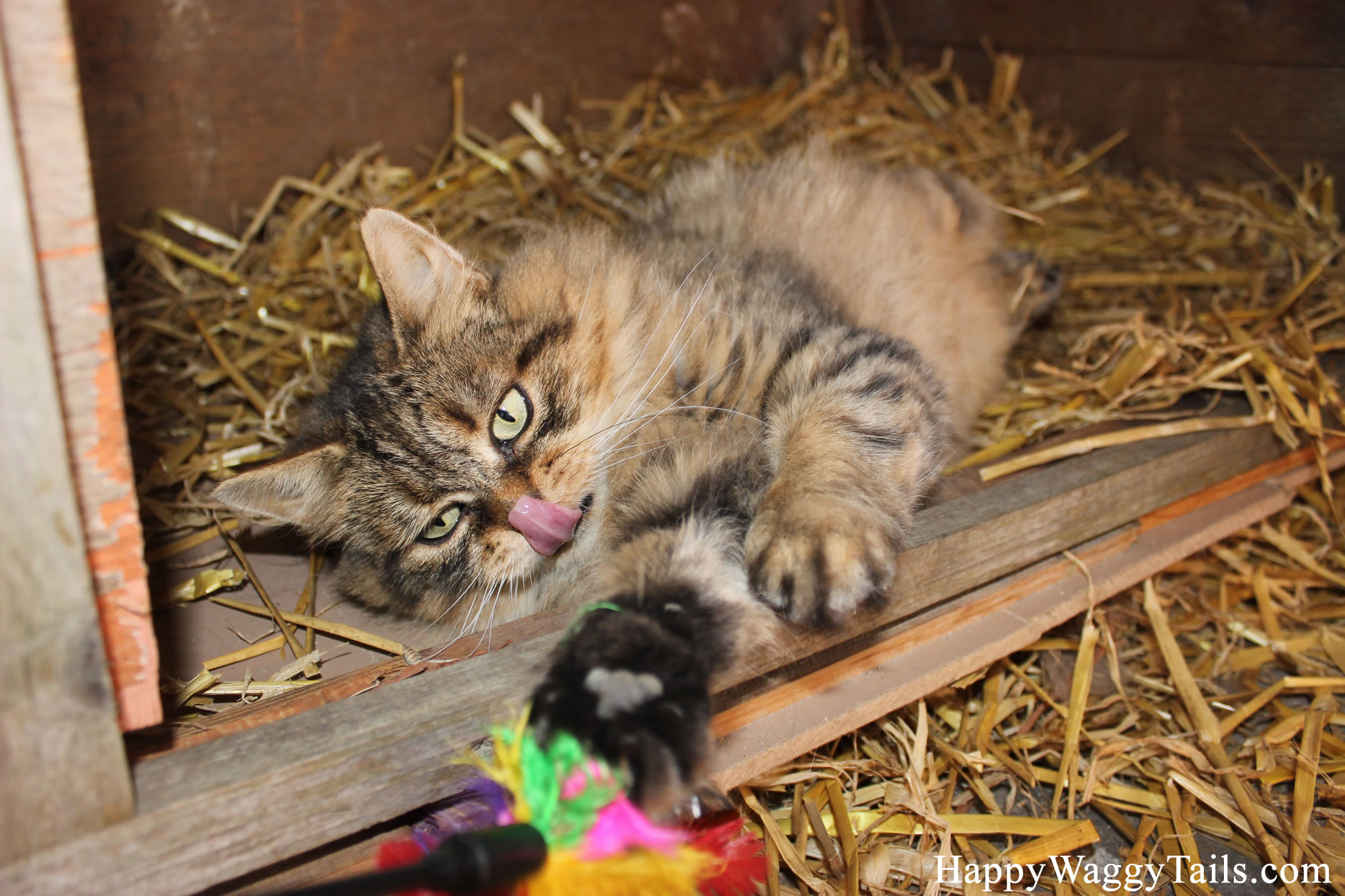Bobbie playing with a feather chase toy in the cat enclosure.