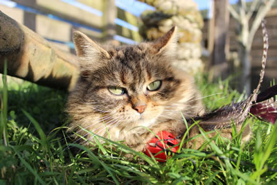 Picture of Cats - Photo 1 - Bobbie one of our female barn cats