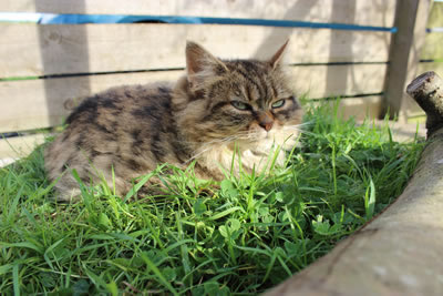 Cat Pictures | Picture of Bobbie - Photo 10
