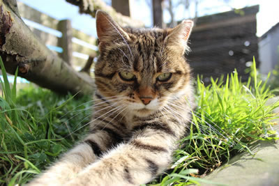 Cat Pictures | Meg on the raised grass bed - Photo 13