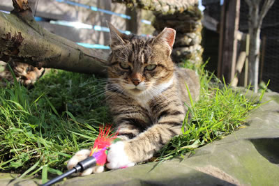 Cat Pictures | Meg playing with feather cat toy - Photo 16