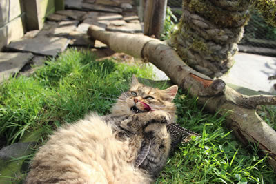 Cat Pictures | Bobbie showing off her teeth while playing with a cat toy - Photo 19