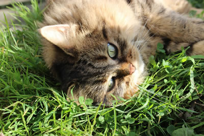 Cat Pictures | Bobbie our beautiful barn cat appears happy - Photo 21