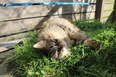 Cat Pictures | Bobbie our beautiful barn cat appears very happy and contented - Photo 22