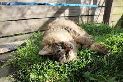 Cat Pictures | Bobbie our beautiful barn cat putting out her tongue - Photo 23