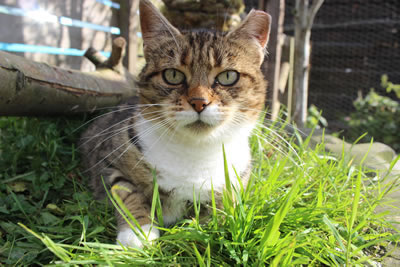 Cat Pictures | Meg showing off her whiskers - Photo 24