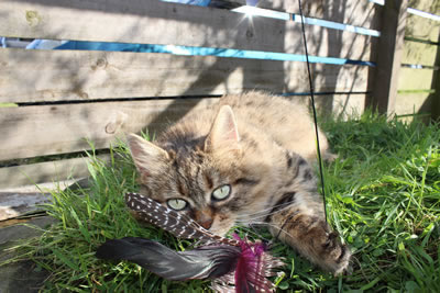 Cat Pictures | Bobbie our cat playing with one of the cat feather toys - Photo 25