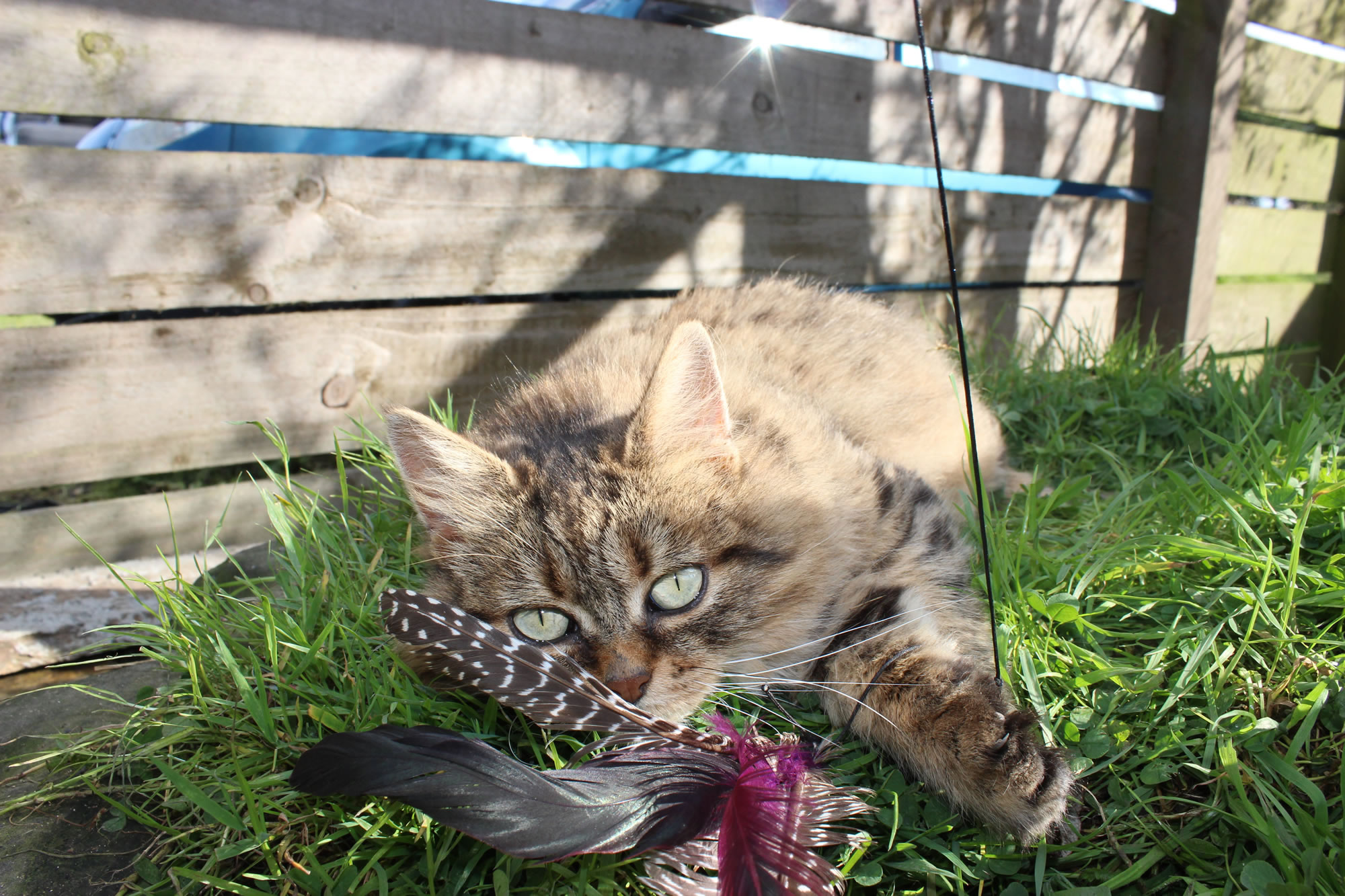 Cats - Cat Picture 25 - Our cat playing with a cat feather toy