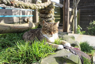 Cat Pictures | Meg in Cat Run / Catio - Photo 31