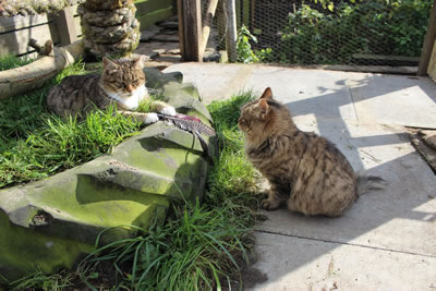 Cat Pictures | Bobbie and Meg in Cat Run / Catio - Photo 32