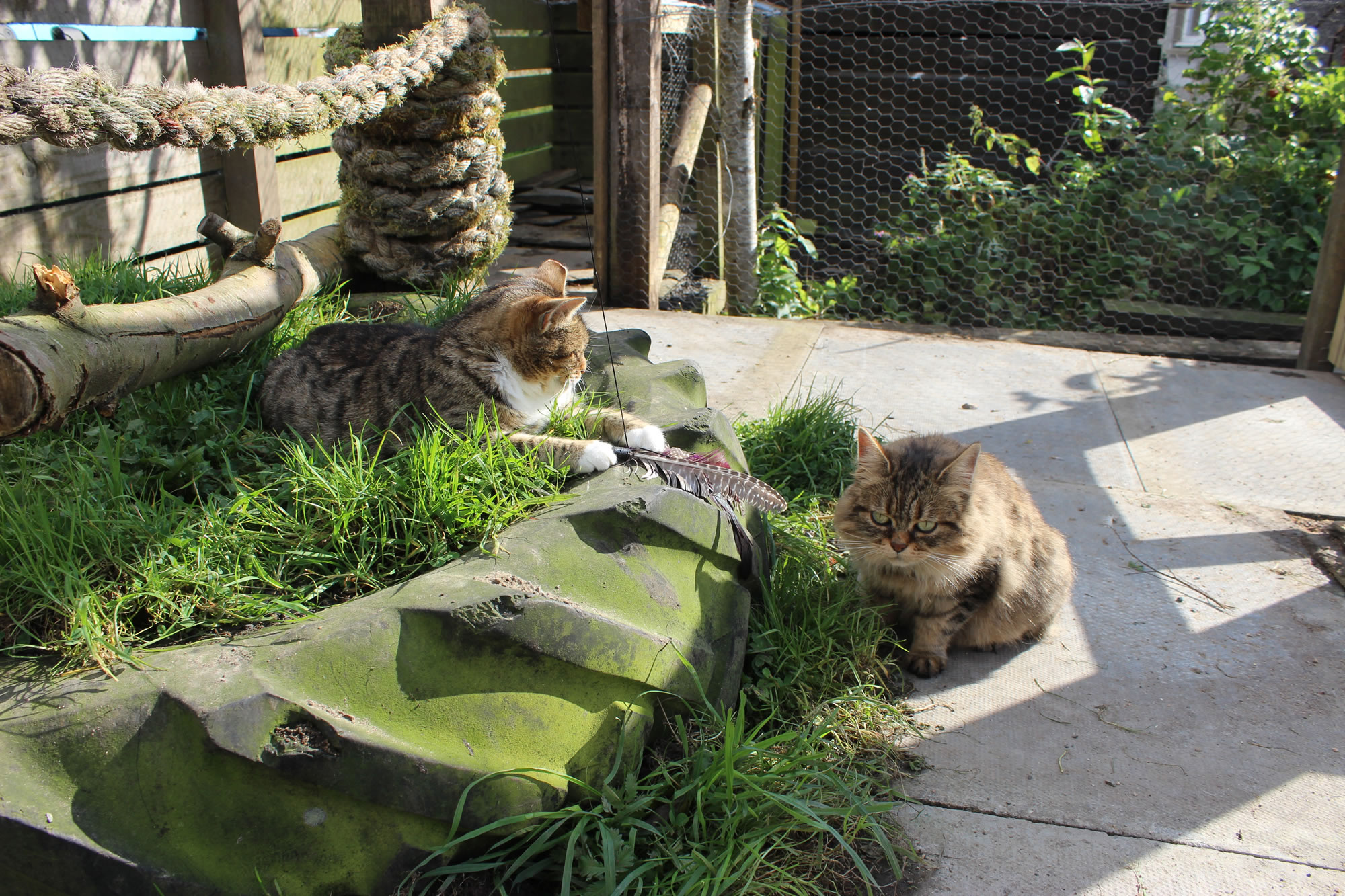 Cats - Cat Picture 33 - picture of Bobbie and Meg playing in a secure outdoor run