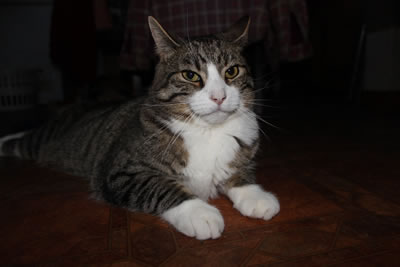 Picture of Cats - Toby