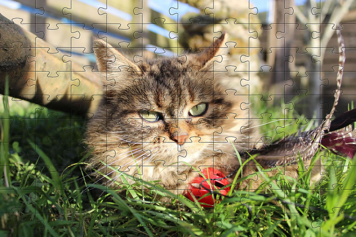 Jigsaw Puzzle - cat puzzle