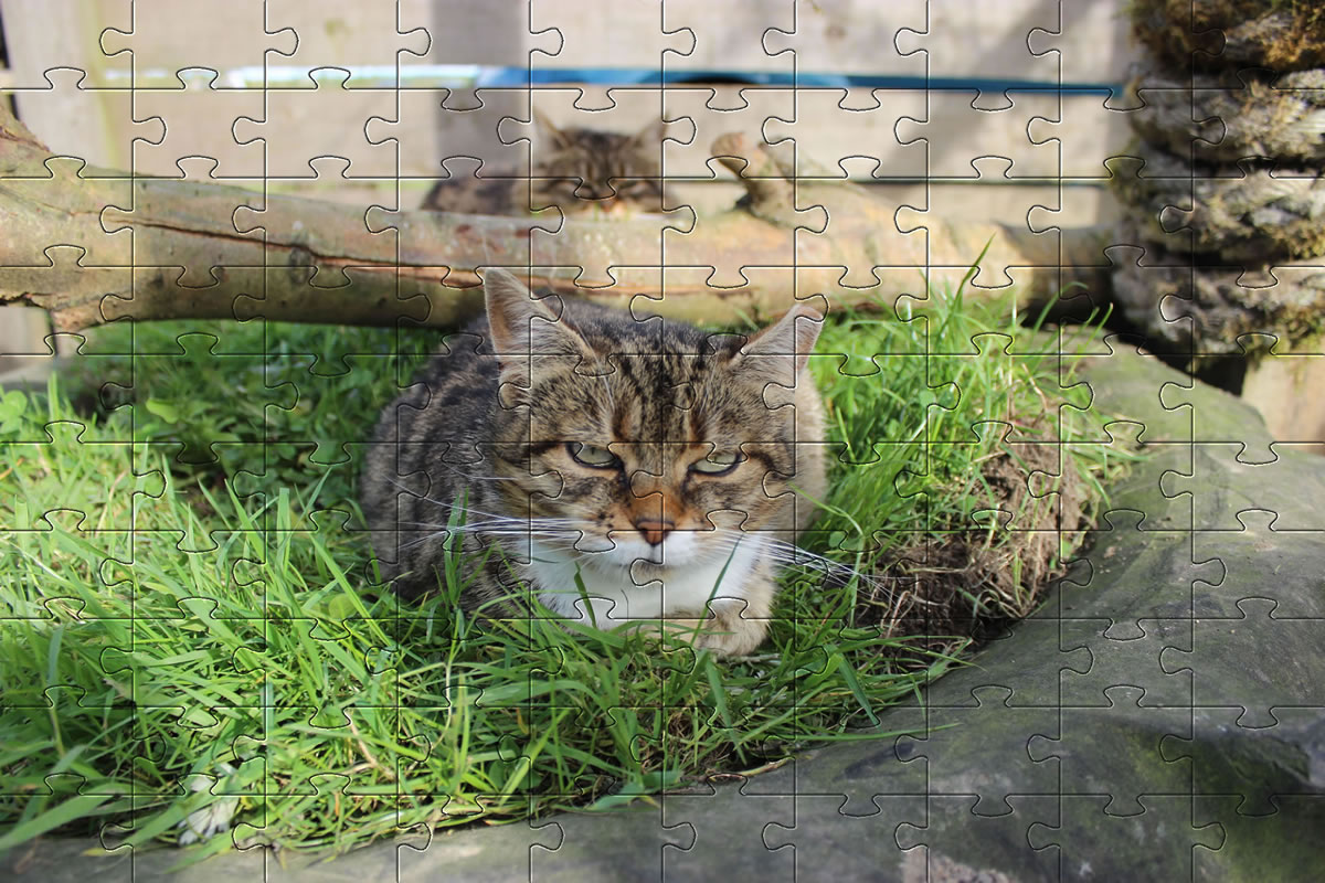 Jigsaw Puzzle - cat picture puzzle of our cat, Bobbie.