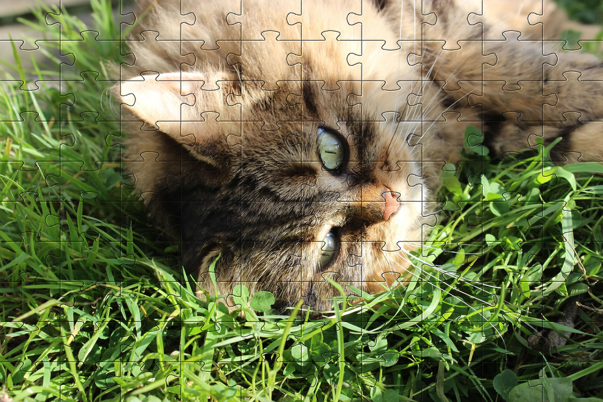 Jigsaw Puzzles of Cats Free Online Jigsaw Puzzle Game 21 Cat with