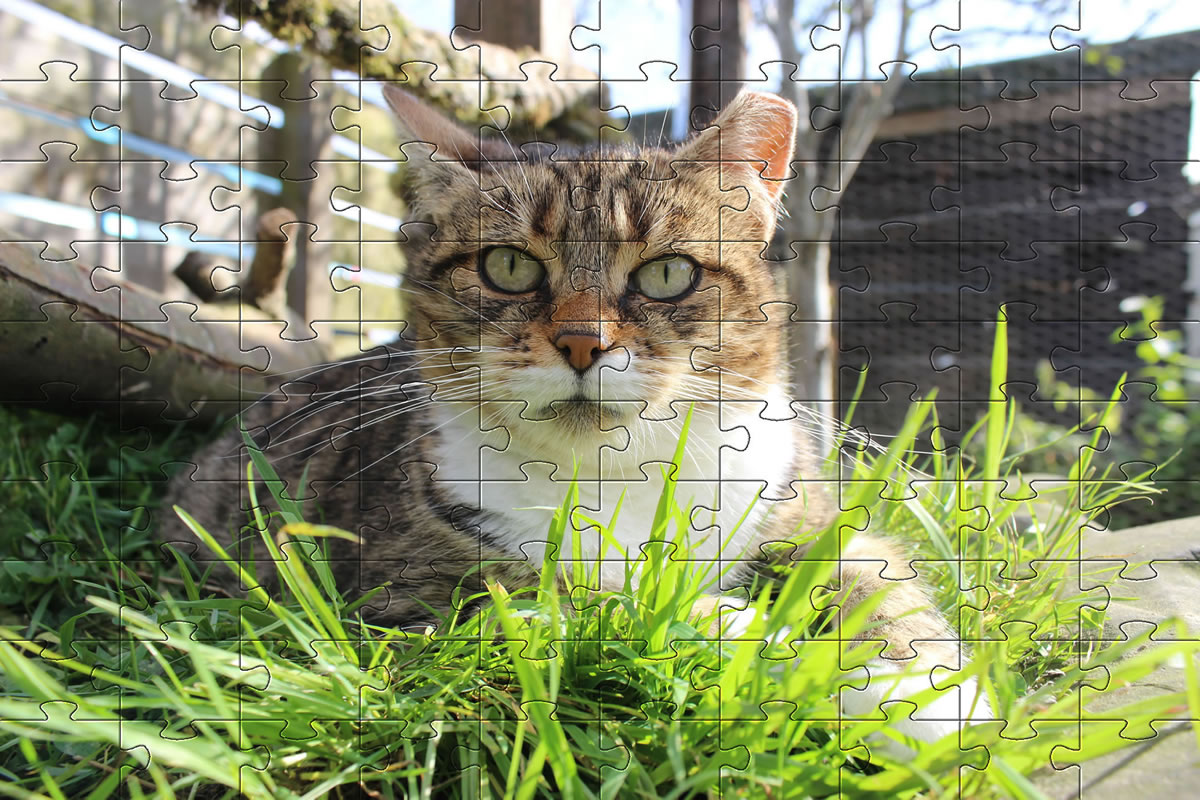Jigsaw Puzzle - Meg in the catio, lying on the grass bed