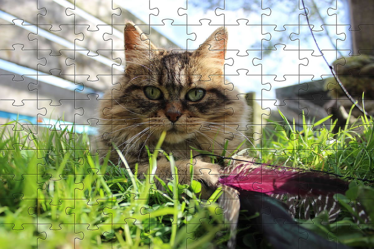 Jigsaw Puzzle - Bobbie playing with a feather cat chase toy and having great fun.