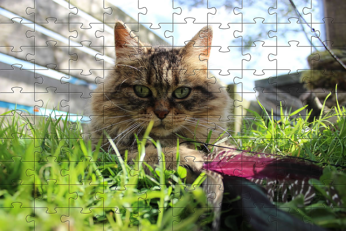 Jigsaw Puzzle - Bobbie playing with a feather cat chase toy and having great fun.