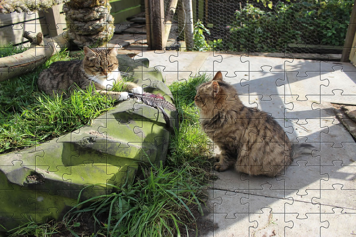 Jigsaw Puzzle - Bobbie and Meg playing in the catio.