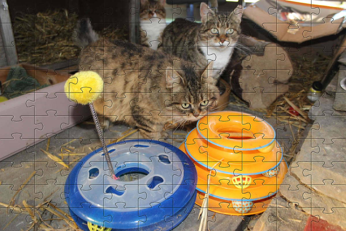 Jigsaw Puzzle - Bobbie and Meg playing with a feather cat chase toy and having great fun.