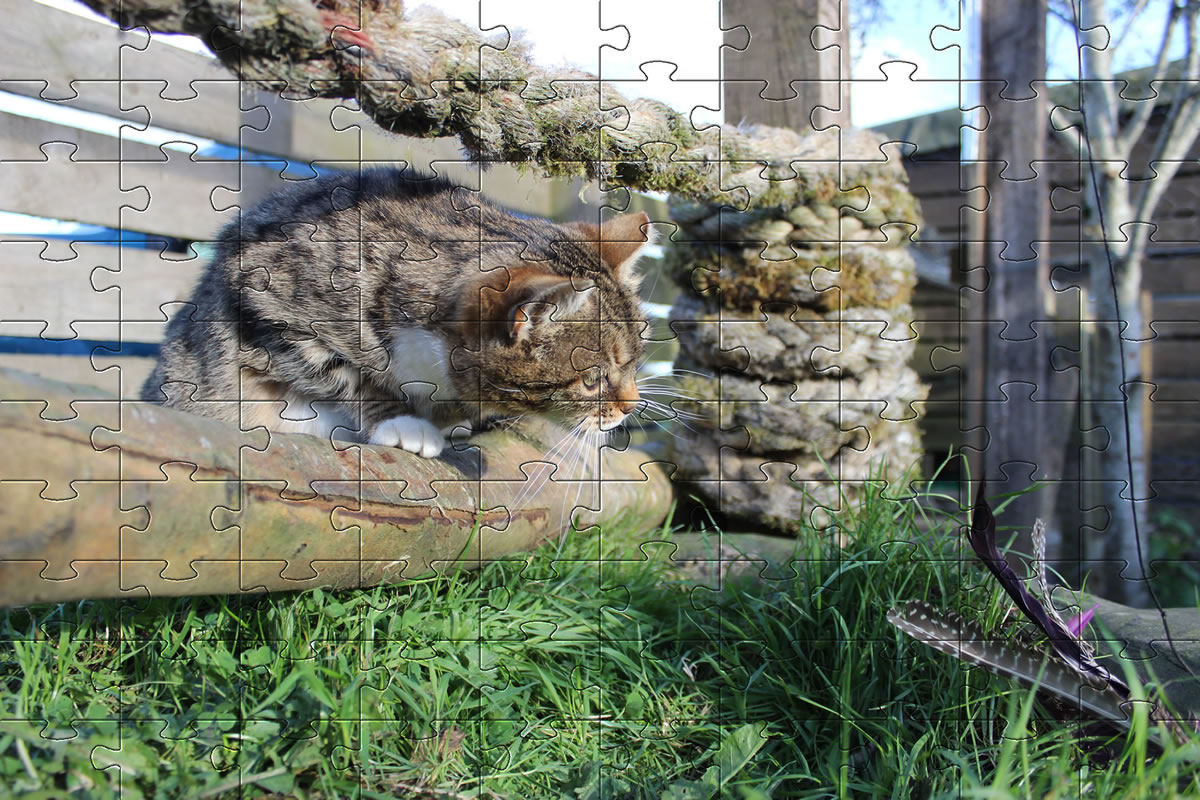 Jigsaw Puzzle - cat picture puzzle of our cat, Meg.