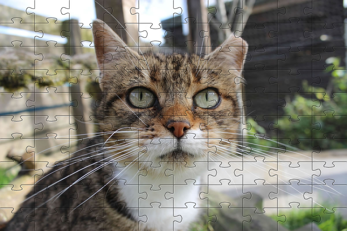 Jigsaw Puzzle - cat picture puzzle of our cat, Meg.