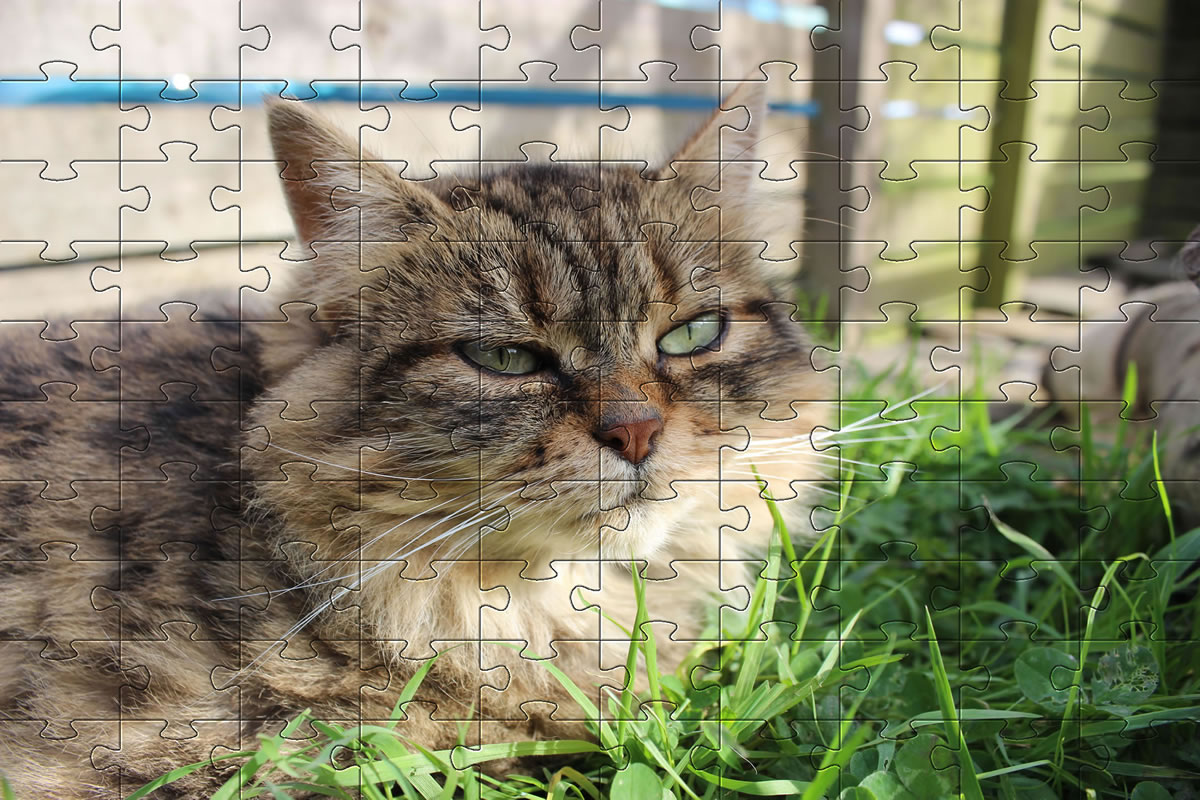 Jigsaw Puzzle - cat picture puzzle of our cat, Bobbie.