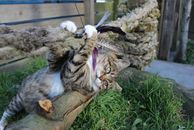 Cat Pictures - Meg playing with her cat chase toy