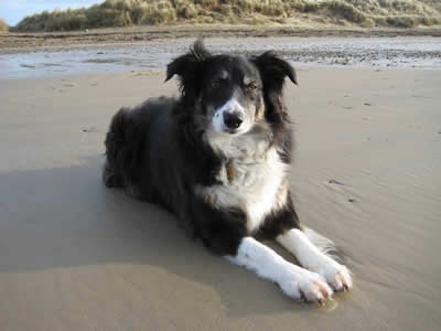 Collie | Picture of Tibby on one of our local beaches.