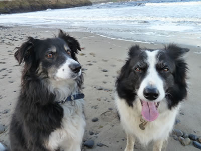 Collie | our two lovely female collies, Tibby and Charlie.